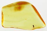 Detailed Fossil Bark Beetle (Taphramites) in Baltic Amber #307571-1